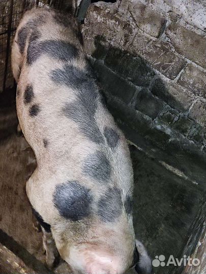 Хряк племенной Пьетрен Макслер и Дюрок