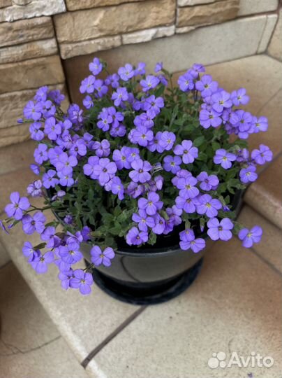 Обриета(аубреция)