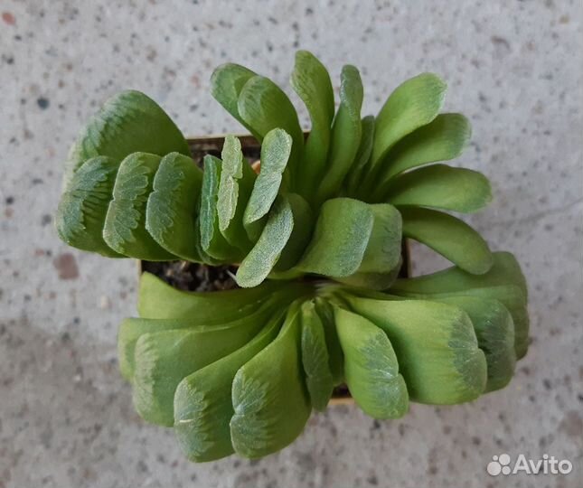 Haworthia lime green