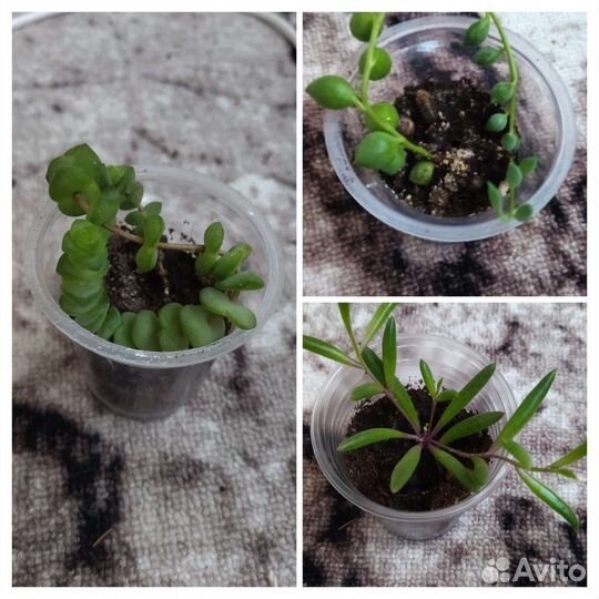 Крестовник геррейна