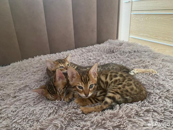 Бенгальские котята