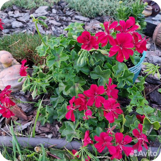 Герань Пеларгония