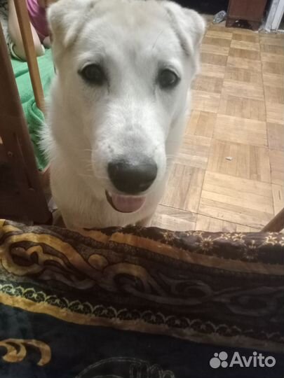 Помесь Хаски и лабрадора