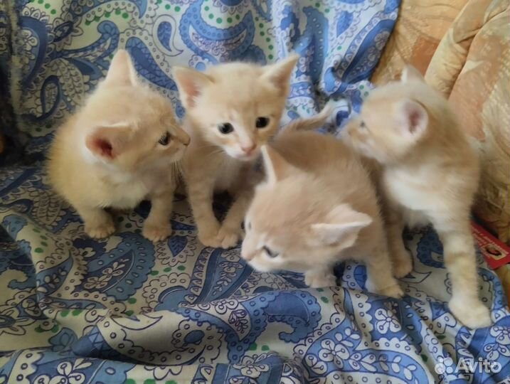 Котята в добрые руки