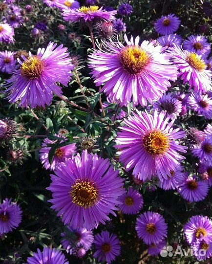 Сентябринки