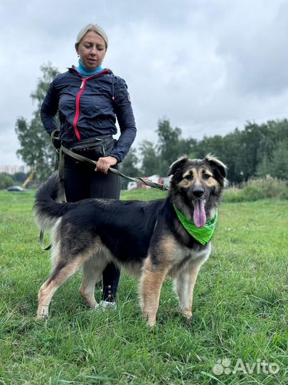 Собаки бесплатно в добрые руки