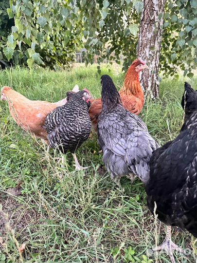 Куры несушки