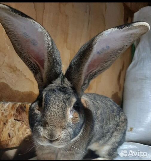 Кролик.Великаны