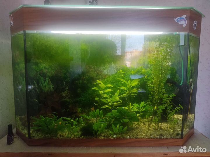 Аквариум