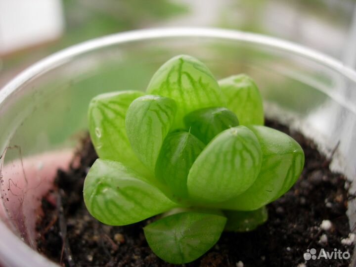 Суккуленты домашние (№1)