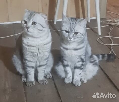 Британские котята