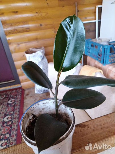 Фикус каучуконосный