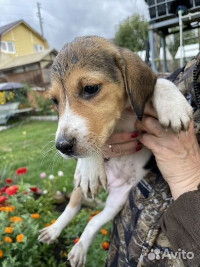 Русская пегая гончая