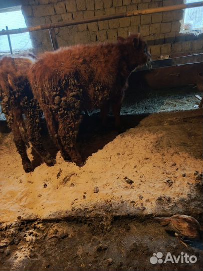 Тилета на мясо