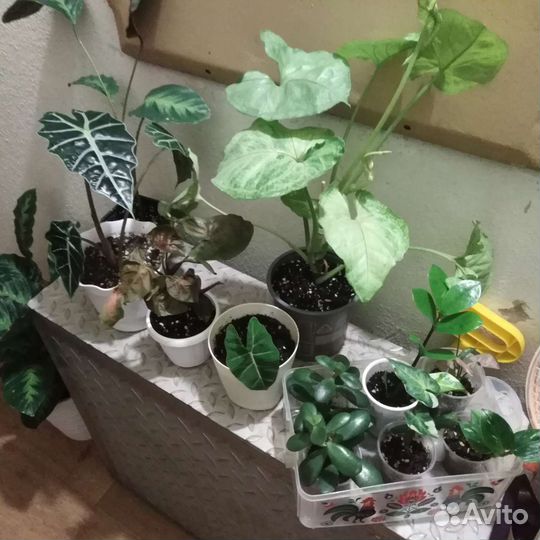 Комнатные растения, цветы разные