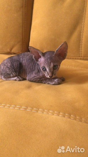 Котята канадский сфинкс