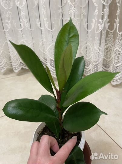 Фикусы:Циацистипулла/Беннедикта