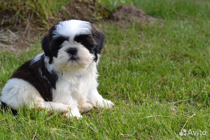 Щенки ши-тцу