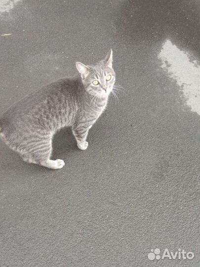 Подбросили кота, молодой воспитанный, нужен дом