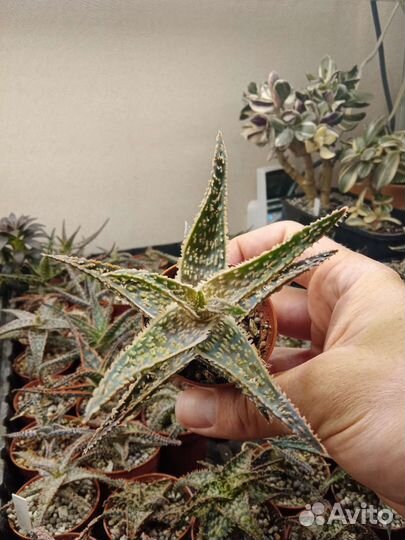 Кактусы и суккуленты