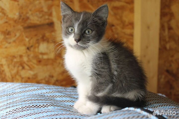 Кошка в дар бесплатно