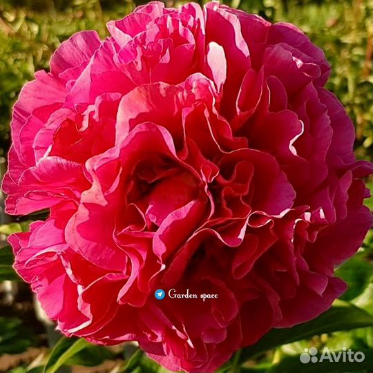 Пионы саженцы. Пионы корни