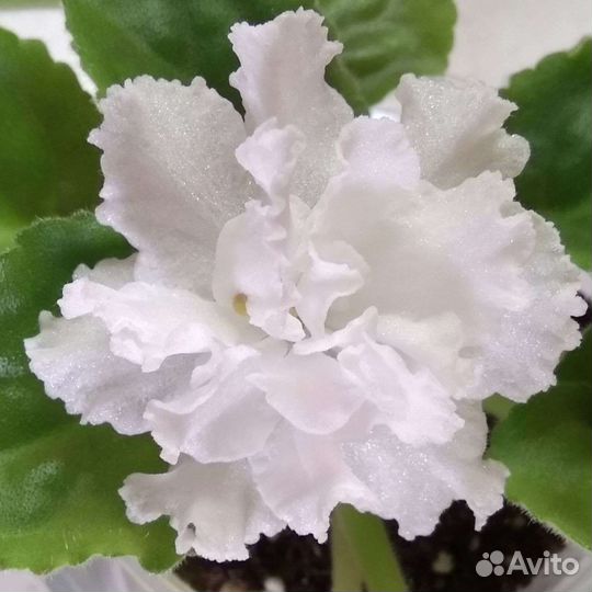 Листики сортовых фиалок