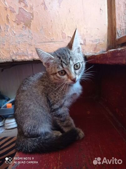 Отдам в добрые руки