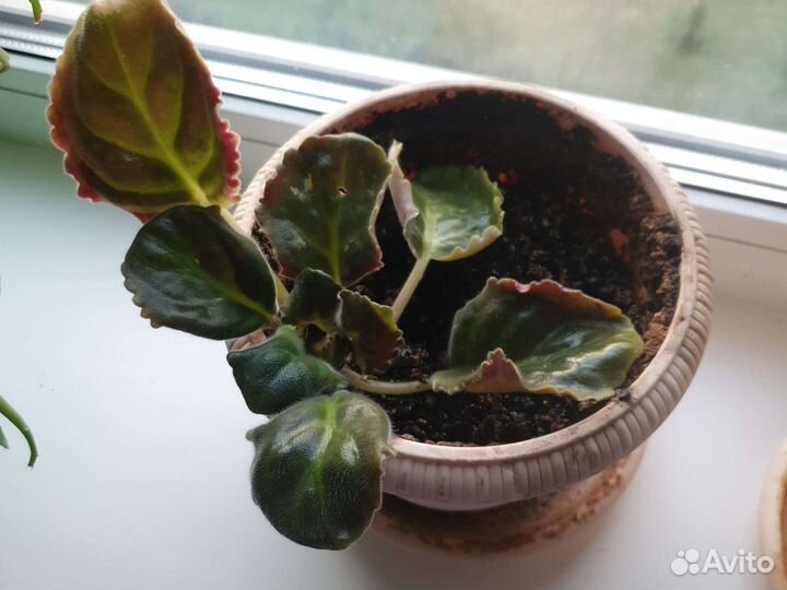 Цветущие фиалки, герань, алое в горшках