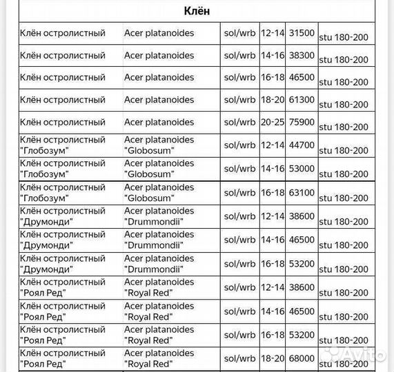 Клен роял ред