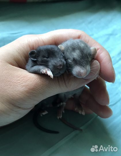 Крысята девочки дамбо от Rat Tail