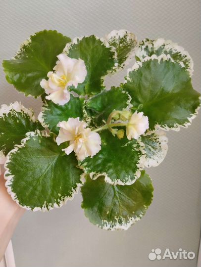 Фиалка Ле-Бланже