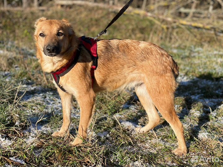 Не большая собачка