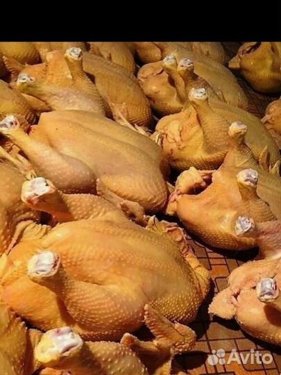Куры бройлеры тушки