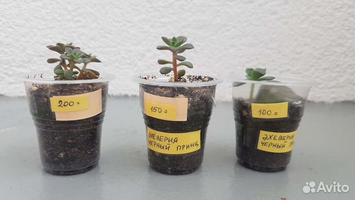 Суккуленты