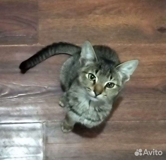 Абиссинка Алиса