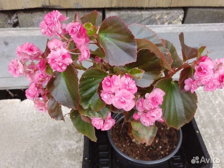 Бегония вечноцветущая