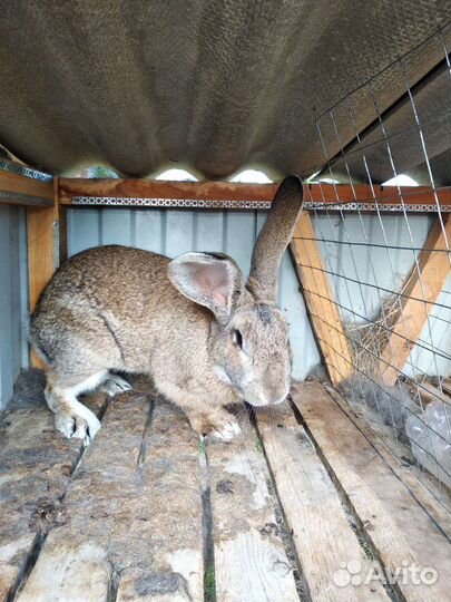 Кролики великаны