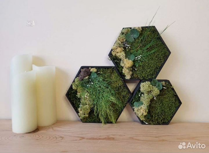 Соты со мхом фитокартина фитостена мох стабилизиро