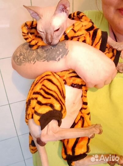 Кот донской сфинкс вязка