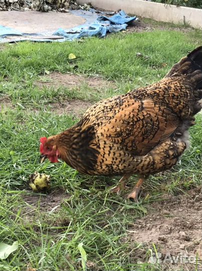 Яйцо инкубационное, Кучинские