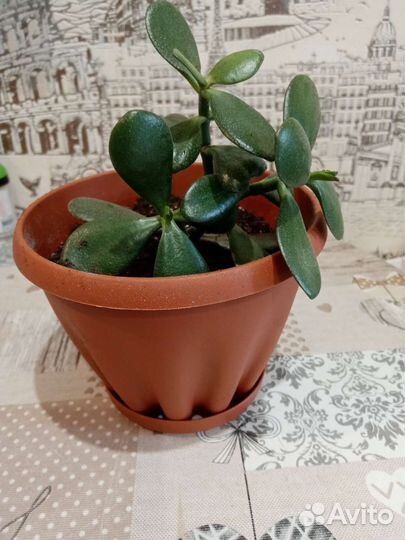 Фикус каучуконосный, денежное дерево - толстянка