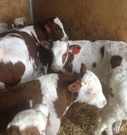 Бычки,телята