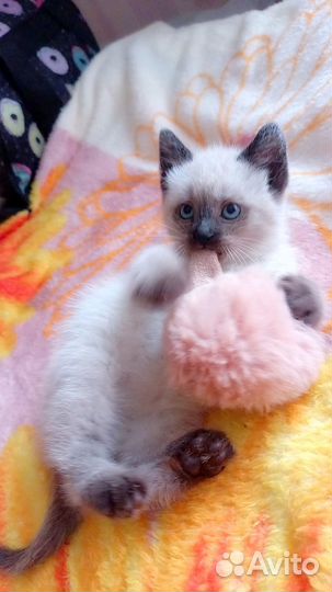 Котенок в дар