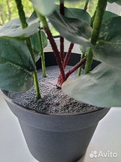 Фейка Икеа, эвкалипт