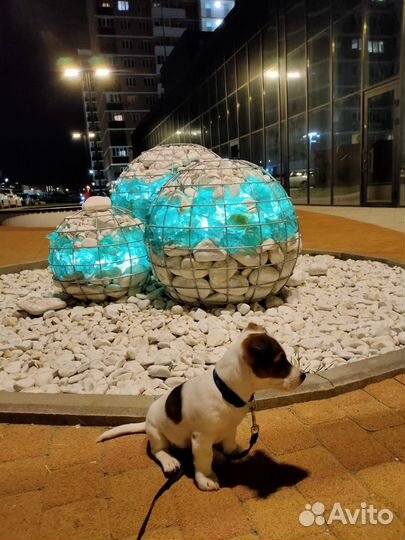 Случка Джек Рассел терьер