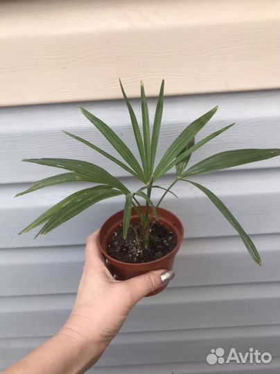 Ароидные растения