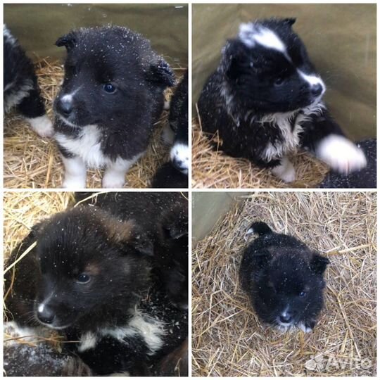 Маленькие щеночки