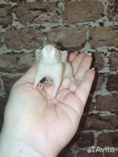 Крыса - ушастое трио