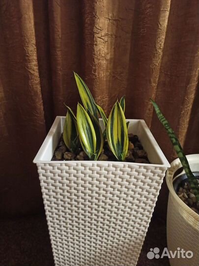 Сансевиерия сортовая